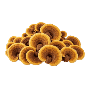 Sanghuang Mushroom