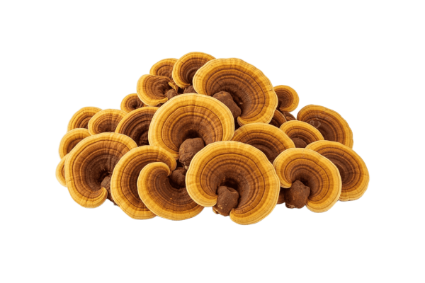 Sanghuang Mushroom