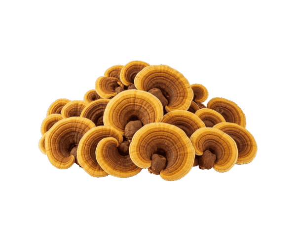 Sanghuang Mushroom