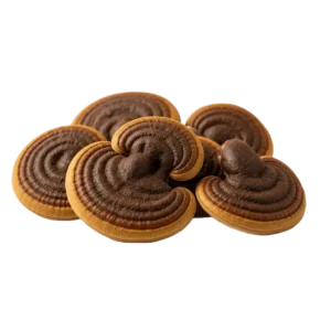 Sanghuang Mushroom