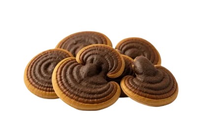Sanghuang-Mushroom-main