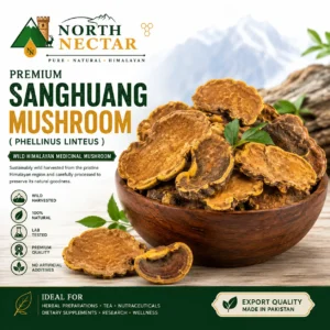 Premium Sanghuang Mushroom (Phellinus linteus) | Wild Himalayan Medicinal Mushroom
