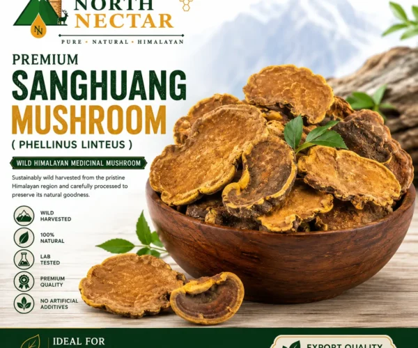 northnectar-premium-sanghuang-mushroom-phellinus-linteus