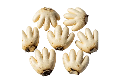 salab-panja
