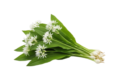 wild-garlic
